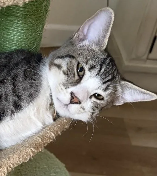 Mochi  A Sweet