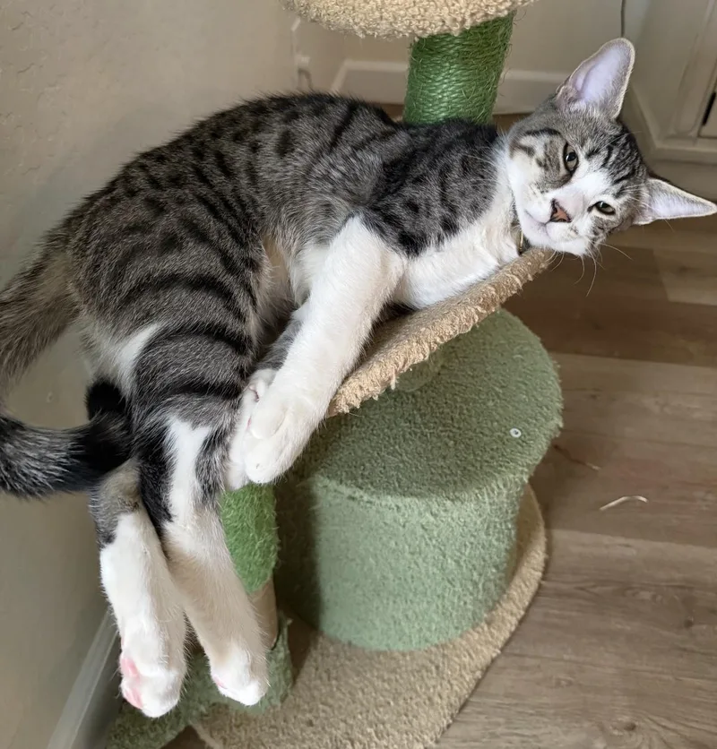 Mochi  A Sweet thumbnail 2