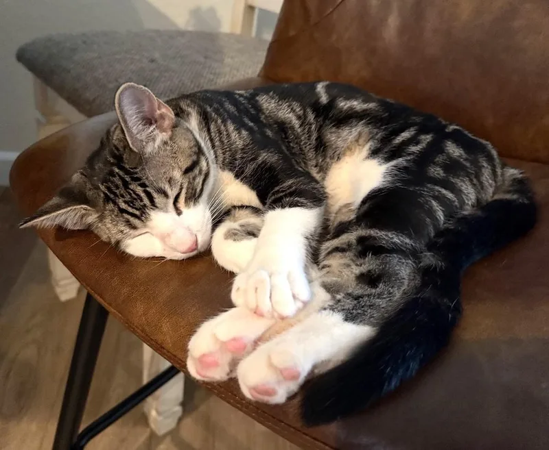Mochi  A Sweet thumbnail 3