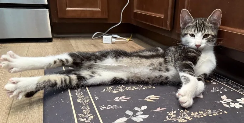 Mochi  A Sweet thumbnail 4