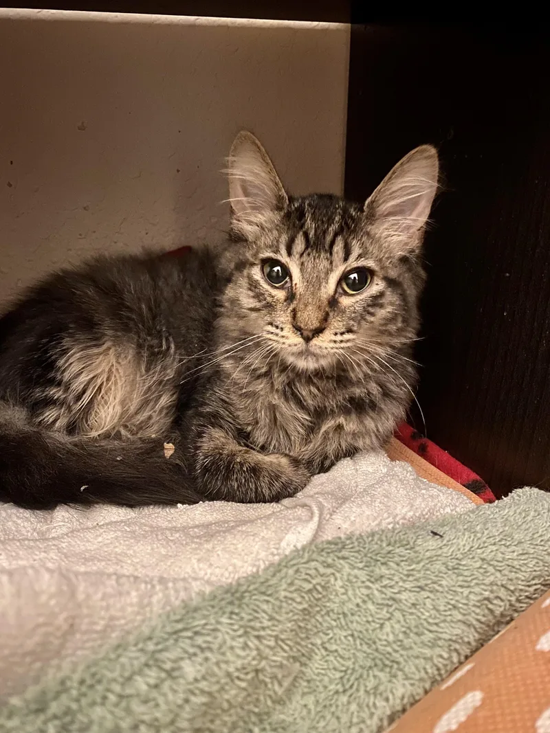 An adult small-sized female Domestic Medium Hair cat named Lola for adoption in San Juan Capistrano, CA