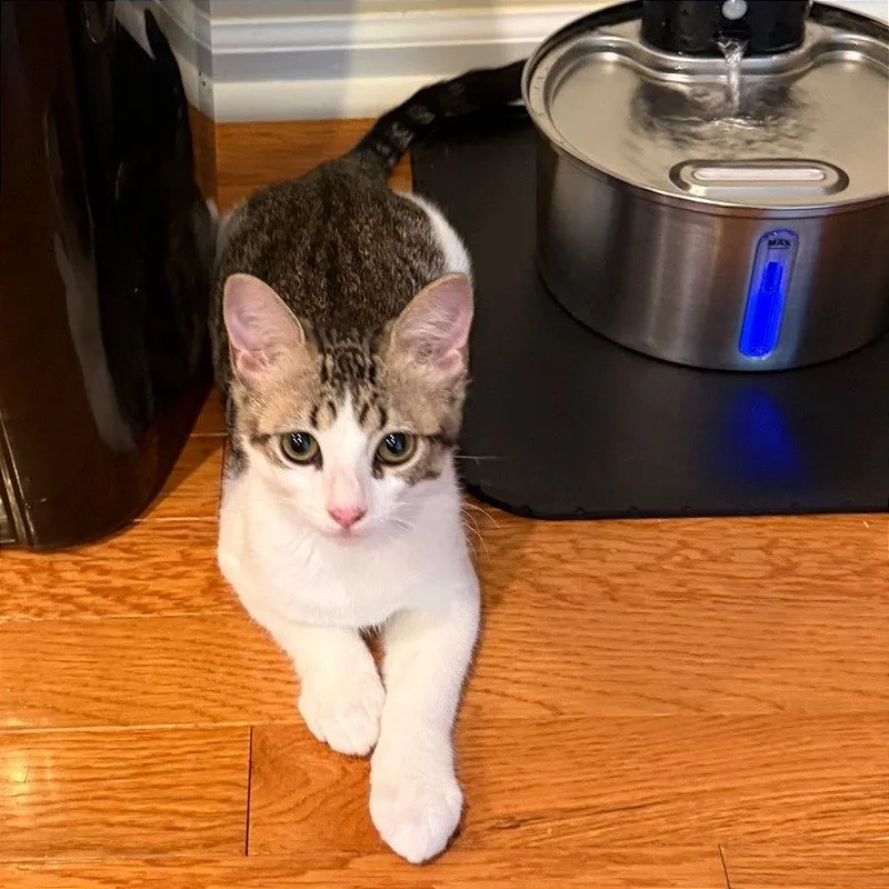 A baby small-sized female Brown / Chocolate Domestic Short Hair cat named Mosquito for adoption in Gibsonia, PA