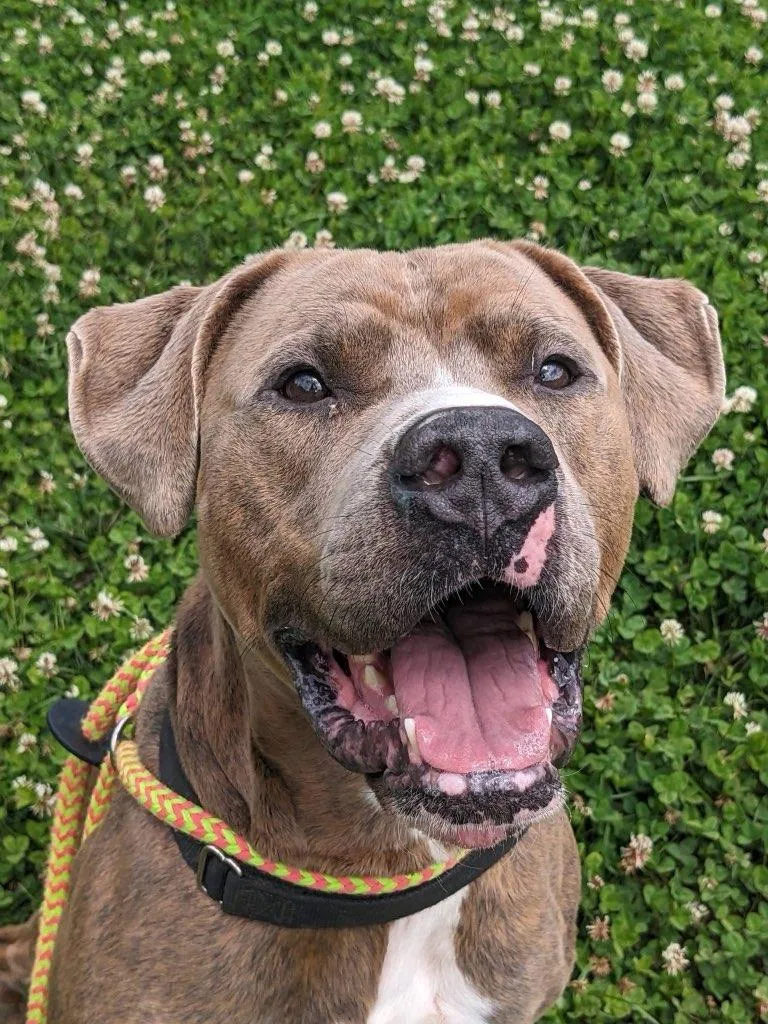 An adult medium-sized male Brindle Pit Bull Terrier dog named Mylo for adoption in Manassas, VA