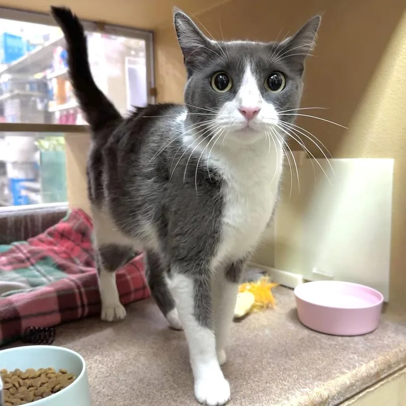 An adult medium-sized female Gray & White Domestic Short Hair cat named Cassie for adoption in Panama City Beach, FL