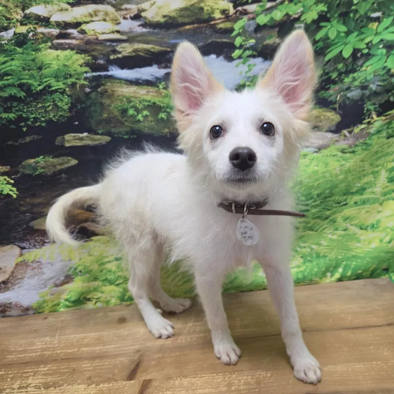 A baby small-sized male White / Cream American Eskimo Dog dog named Alexander for adoption in Normal, IL