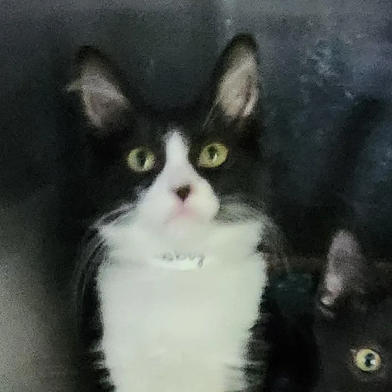 A baby small-sized male Black Domestic Short Hair cat named Cowboy for adoption in Columbia Station, OH