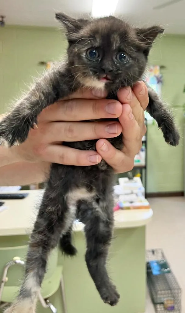 A baby medium-sized female Domestic Short Hair cat named Quince for adoption in Burnsville, NC