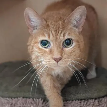 A senior medium-sized female Orange / Red Domestic Short Hair cat named Bobbi for adoption in Washington Township, OH