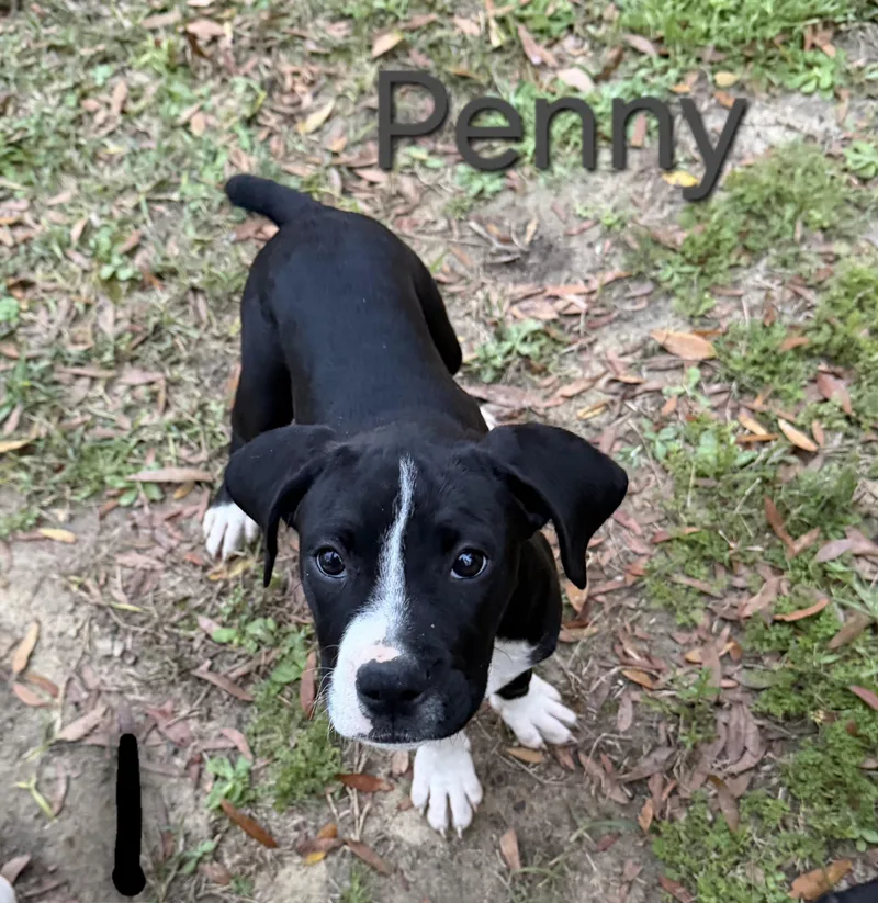 Penny