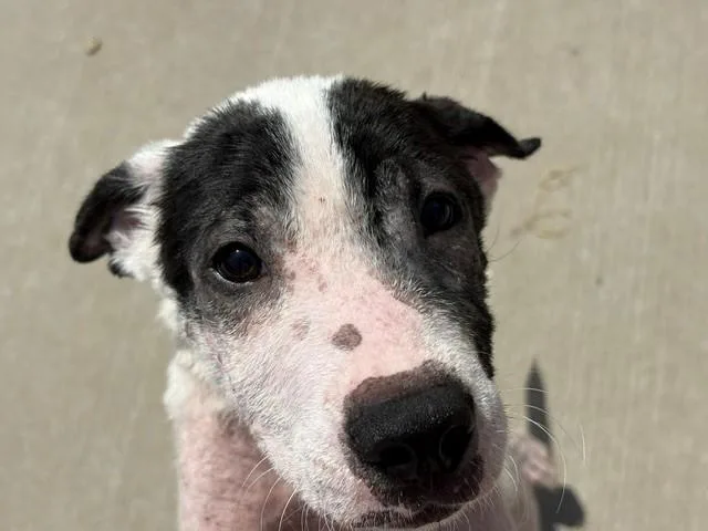 A young medium-sized female Pit Bull Terrier dog named Able for adoption in Tulsa, OK