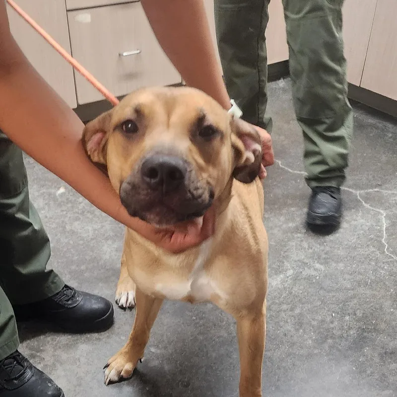 A young medium-sized female Mixed Breed dog named Luna for adoption in Evensville, TN