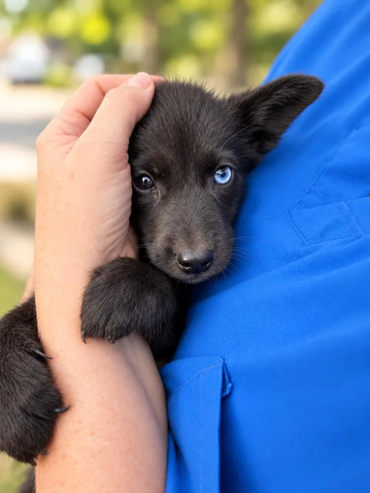 A baby large-sized male Husky dog named Pride & Prejudice Litter for adoption in Sumter, SC
