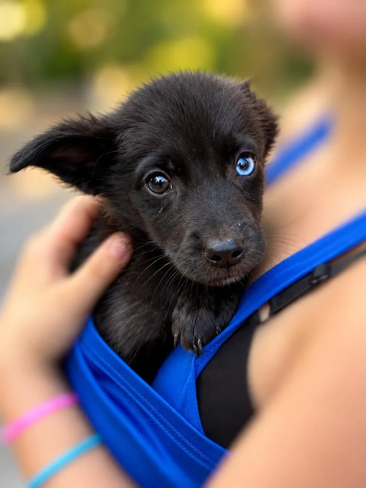 Pride & Prejudice Litter thumbnail 2