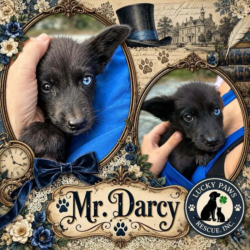 Pride & Prejudice Litter thumbnail 3
