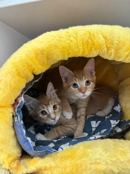 A baby small-sized male Domestic Short Hair cat named Indie for adoption in Manteo, NC