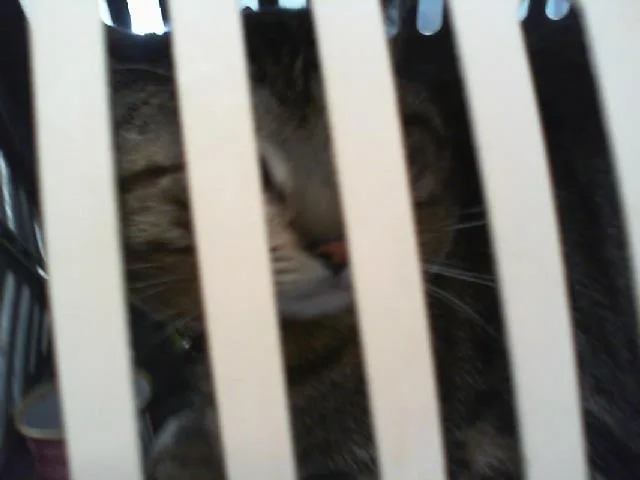 A young medium-sized male Domestic Short Hair cat named Sailor for adoption in Charlotte, NC