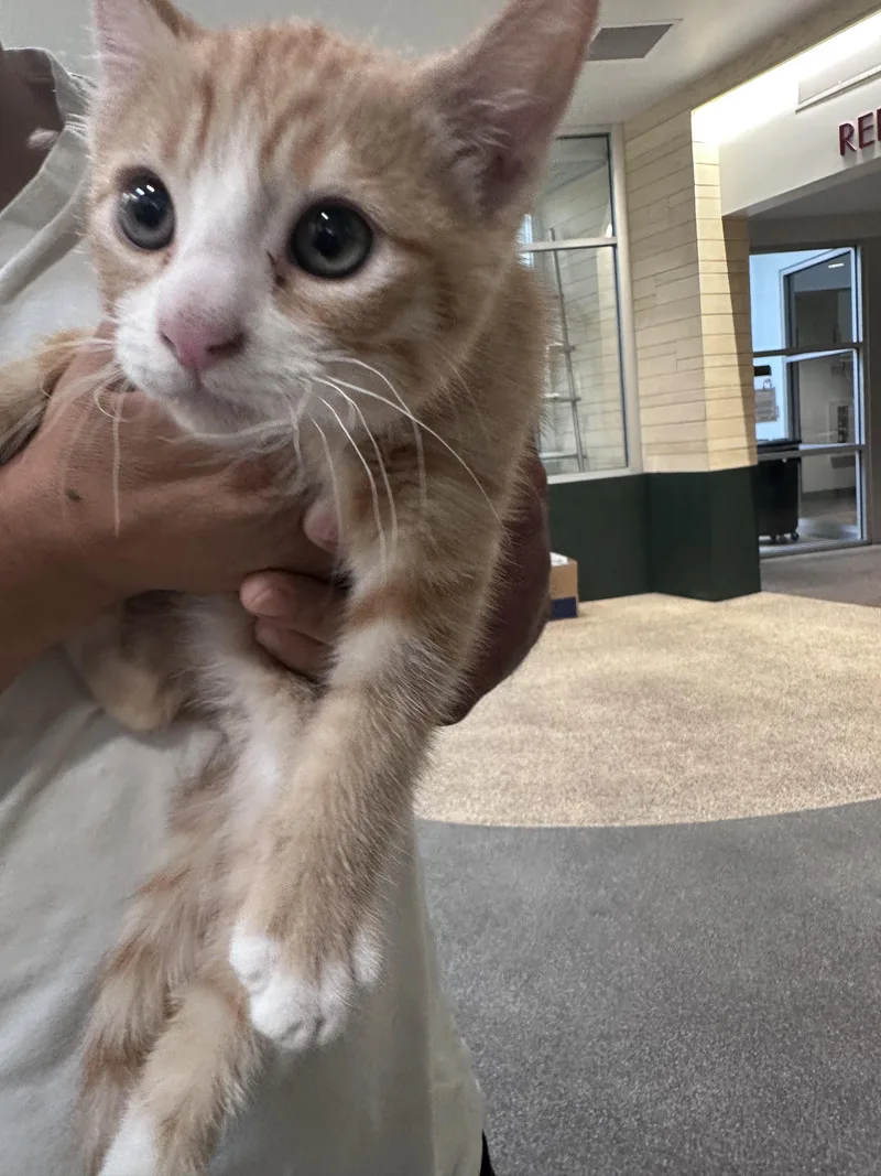A baby small-sized male Domestic Short Hair cat named Jack for adoption in Los Angeles, CA