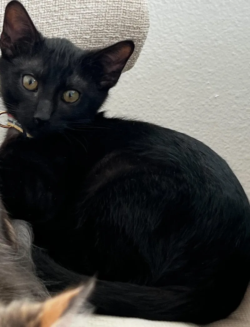 A young medium-sized male Black Domestic Short Hair cat named Onyx for adoption in Riverside, CA
