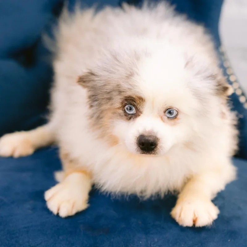 An adult small-sized male Pomeranian dog named Sparky for adoption in Zionsville, IN
