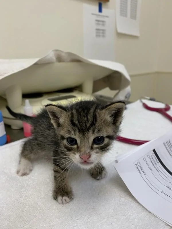 A baby small-sized male Domestic Short Hair cat named Shiitake for adoption in Santa Rosa, CA