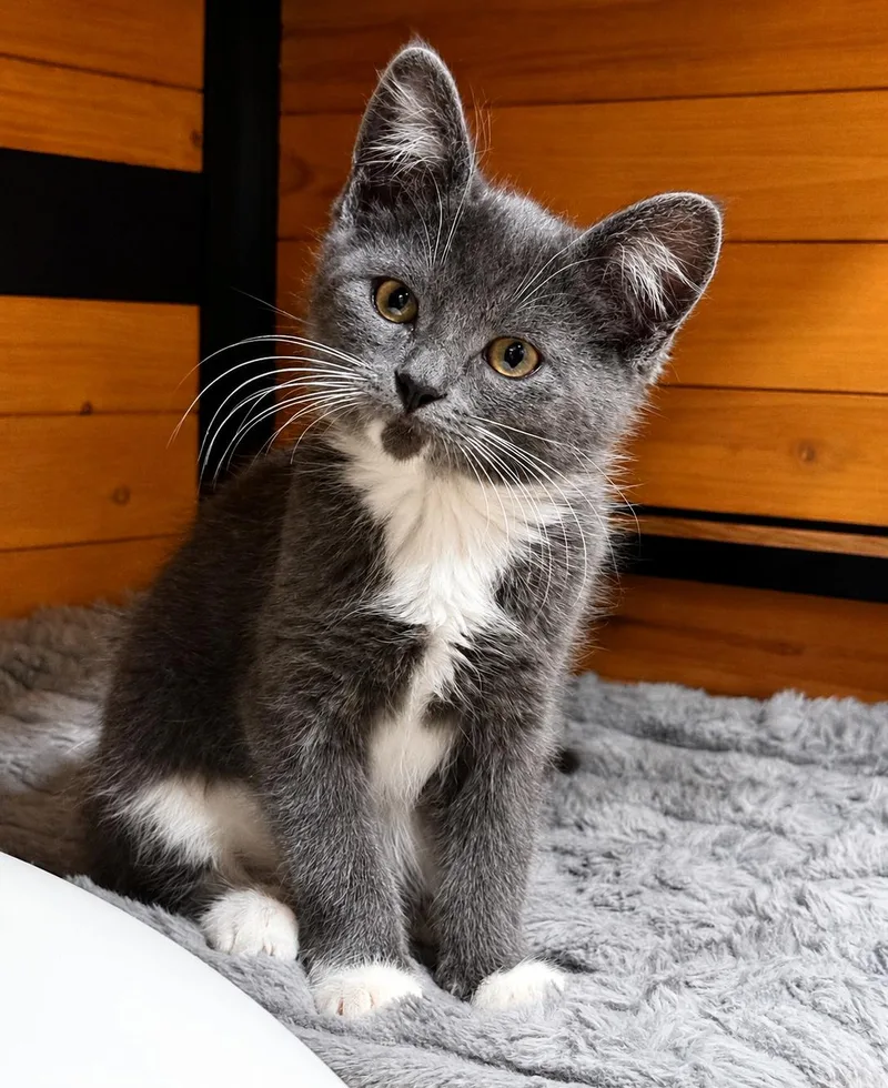 A baby medium-sized female Gray & White Domestic Short Hair cat named Gracie for adoption in Toledo, OH