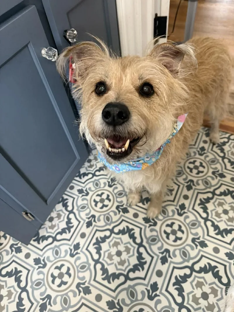 A senior medium-sized male Golden Cairn Terrier dog named Archie for adoption in Whitewater, WI