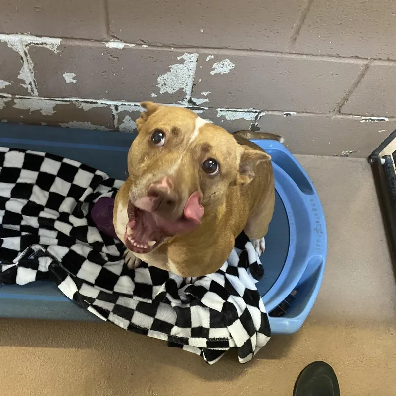 An adult medium-sized female Brown / Chocolate Mixed Breed dog named Honey Bunn for adoption in Caryville, TN