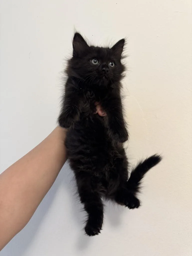 A baby large-sized female Domestic Long Hair cat named Portia for adoption in Stockbridge, GA