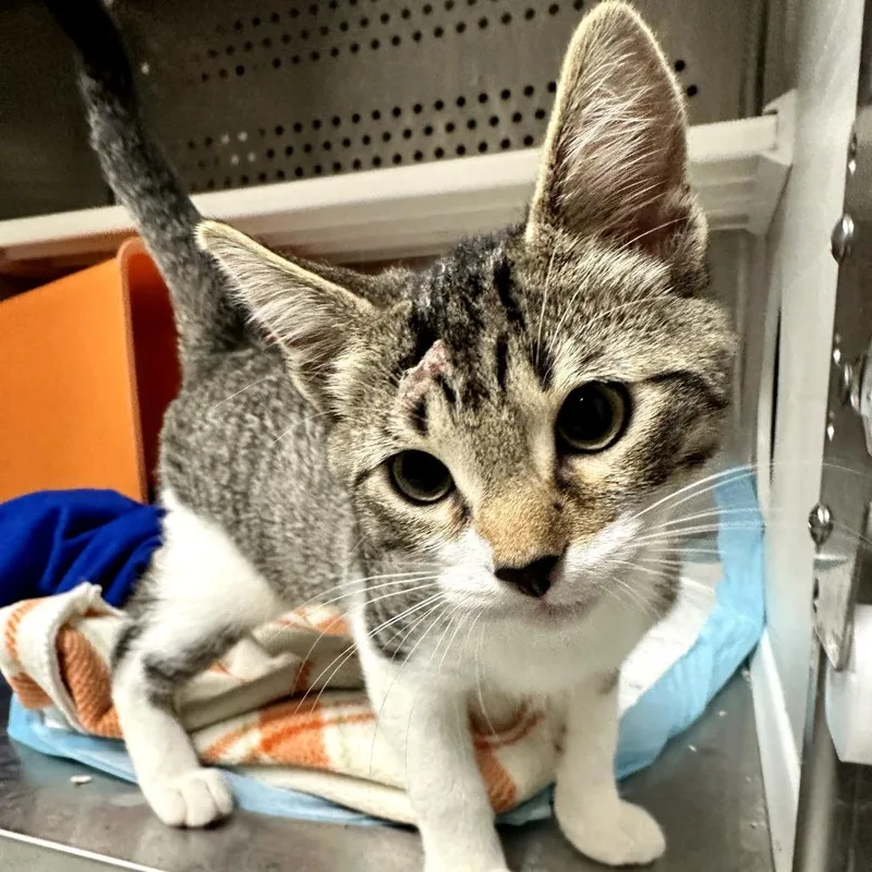 A young medium-sized female Brown / Chocolate Domestic Short Hair cat named Peppa for adoption in Houston, TX