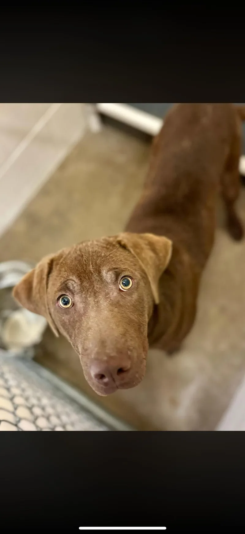 An adult large-sized male Brown / Chocolate Labrador Retriever dog named Coco for adoption in Sherman, TX