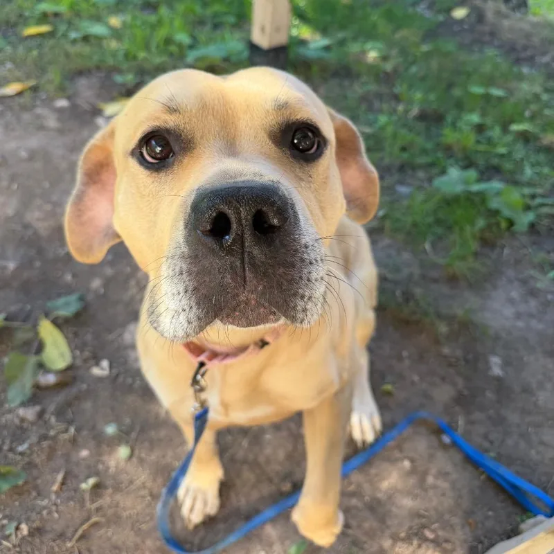 An adult large-sized male Golden Mixed Breed dog named Owen for adoption in Oshkosh, WI