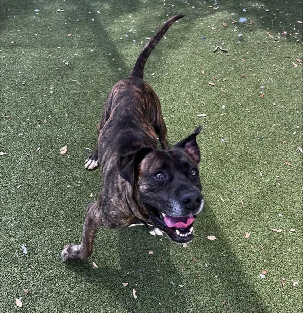 An adult large-sized male Mixed Breed dog named Bruce for adoption in Austin, TX