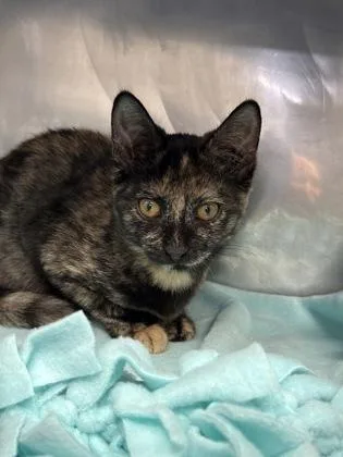 A baby small-sized female Domestic Short Hair cat named Harley Quinn for adoption in Madison, NJ