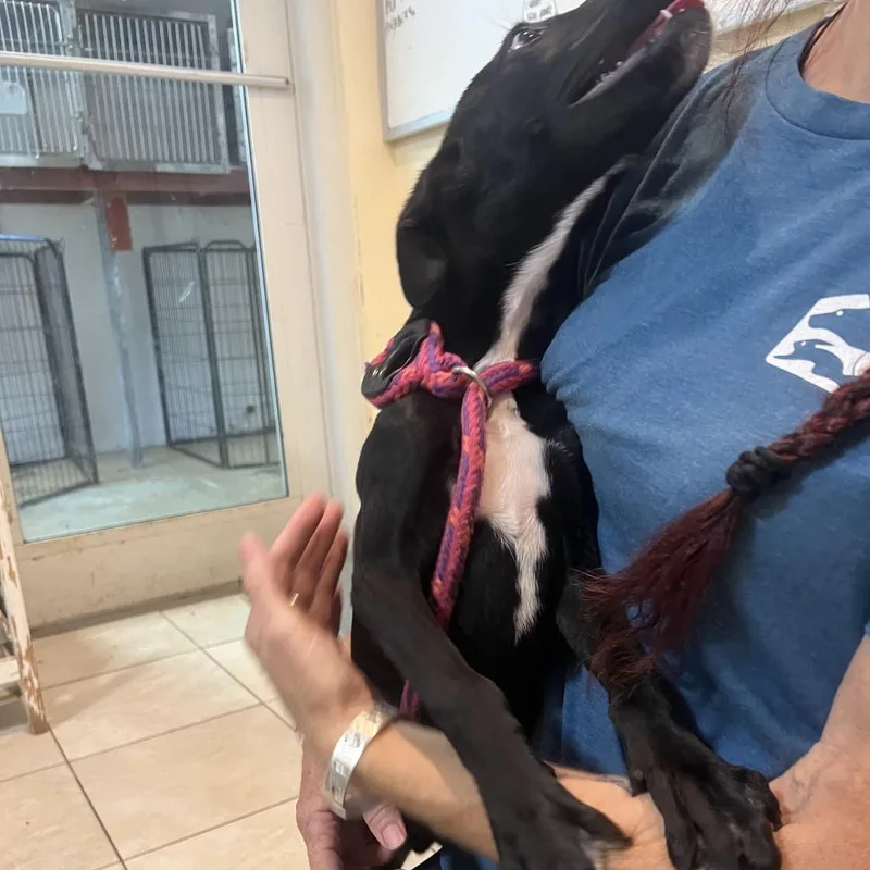 A baby small-sized male Feist dog named Hudson for adoption in Northbrook, IL