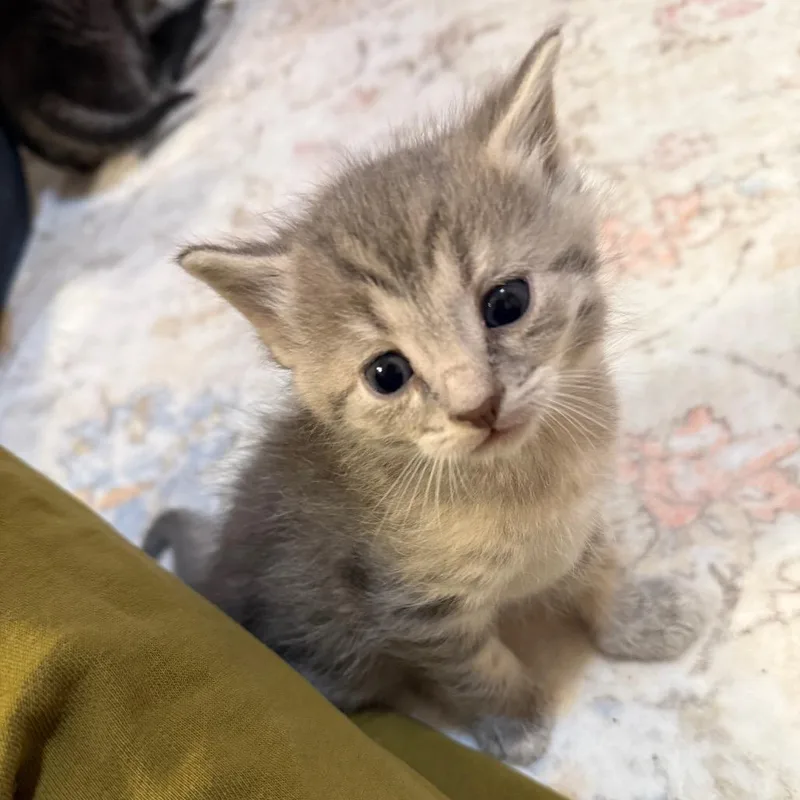 A baby small-sized male Gray / Blue / Silver Domestic Short Hair cat named Agate for adoption in Granville, OH