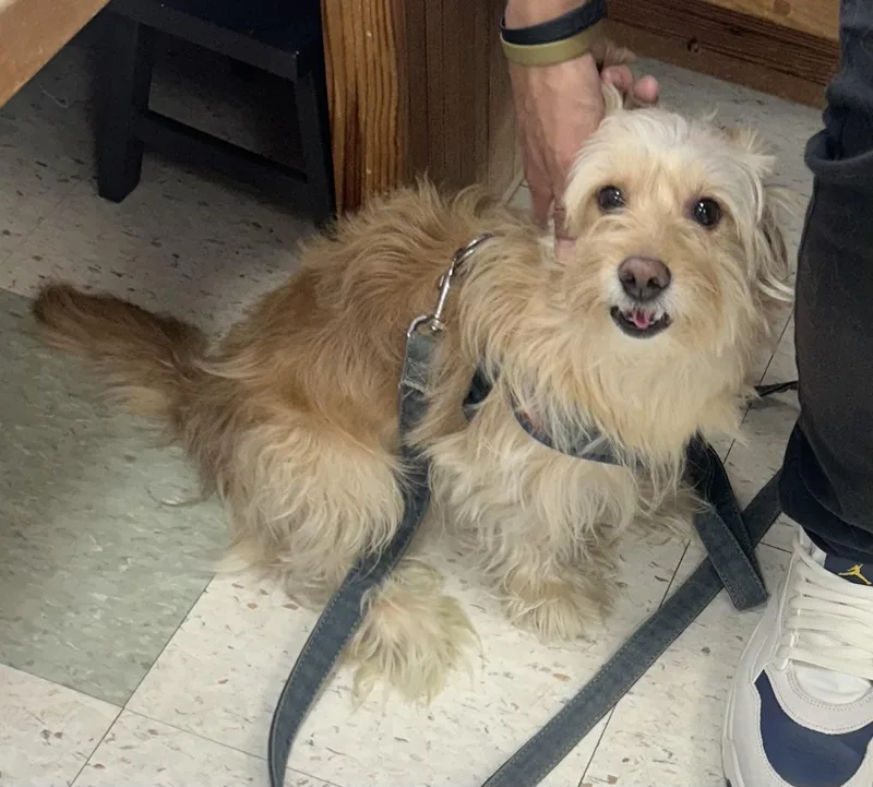 A young small-sized male Wirehaired Dachshund dog named King of Scruffiness for adoption in Oak Ridge, NJ