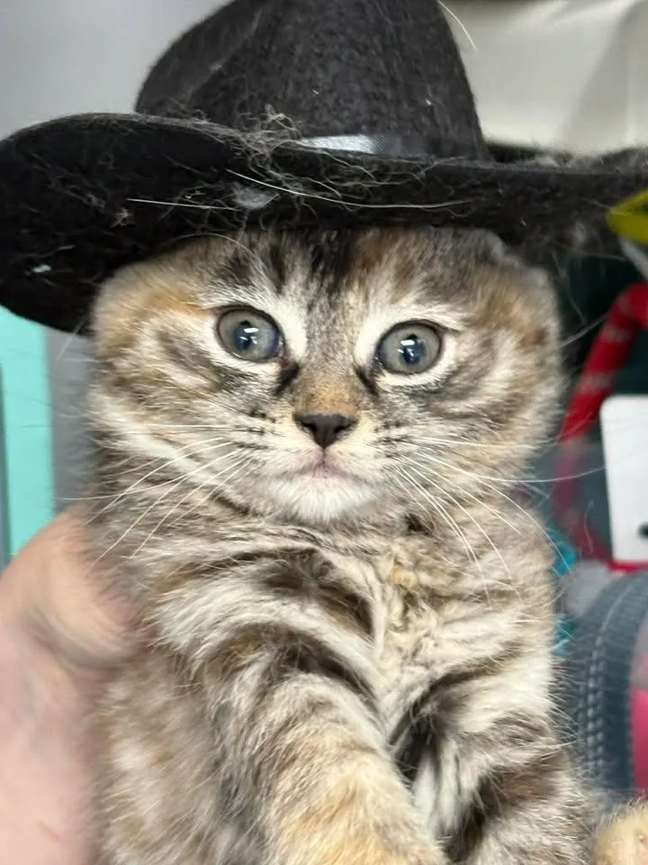 Sabrina Catpenter thumbnail 3