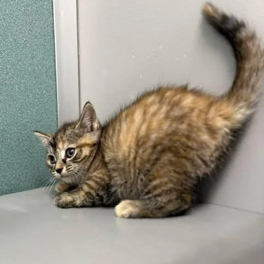 Sabrina Catpenter thumbnail 4