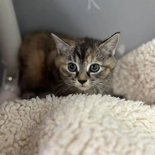 Sabrina Catpenter thumbnail 5