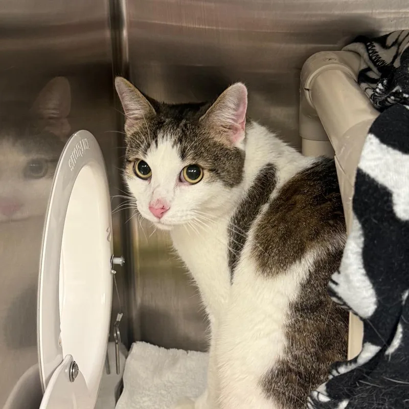 An adult large-sized male Gray / Blue / Silver Domestic Short Hair cat named Sebastian for adoption in Mentor, OH