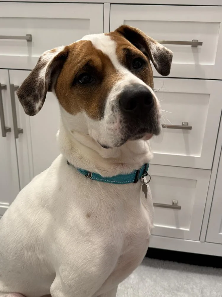 A baby medium-sized male Pointer dog named Odie Bruiser for adoption in Boston, MA
