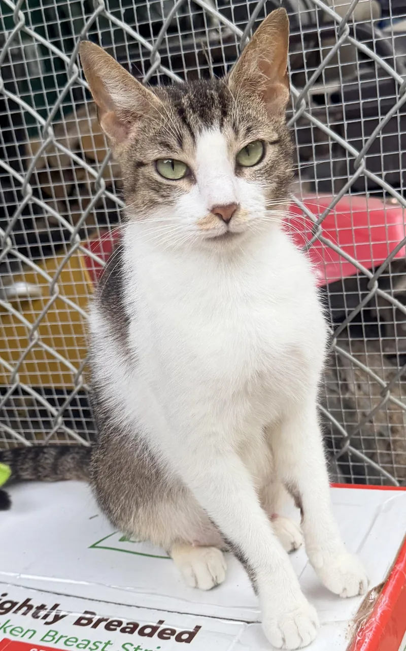 An adult medium-sized female Tabby (Tiger Striped) Tabby cat named Miley for adoption in Pittsburgh, PA