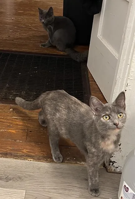 A young medium-sized female Domestic Short Hair cat named Adrienne for adoption in Haw River, NC