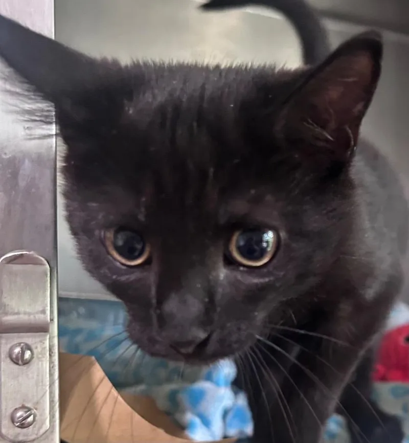 A baby medium-sized male Domestic Short Hair cat named Johnnie Ray for adoption in Cumming, GA