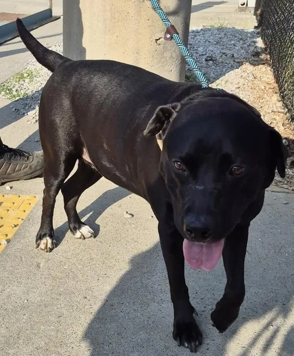 Pen  Yogi thumbnail 2