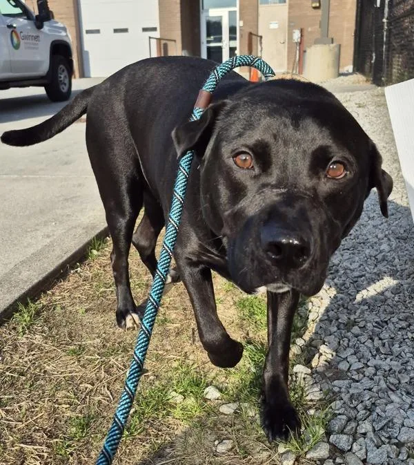 Pen  Yogi thumbnail 3