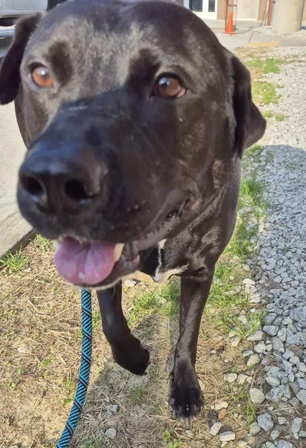 Pen  Yogi thumbnail 4