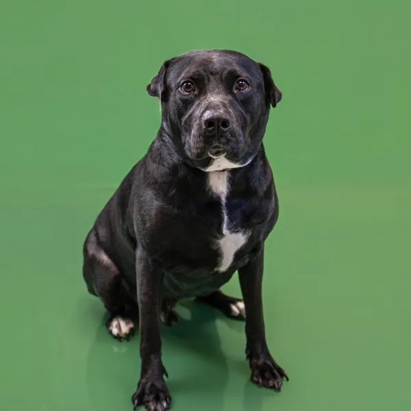 Pen  Yogi thumbnail 5