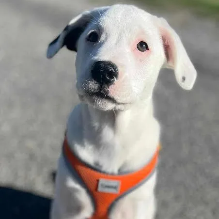 Candy Cane thumbnail 2