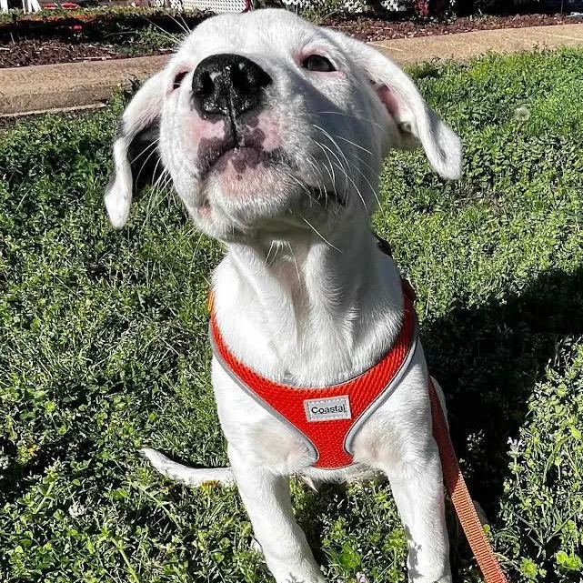 Candy Cane thumbnail 3